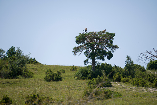 Wild vultures on tree in Cedrillas Teruel Aragon Spain