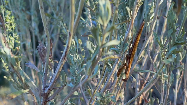 Macro Close-up: Brown Praying Mantis insect on sage brush shrub