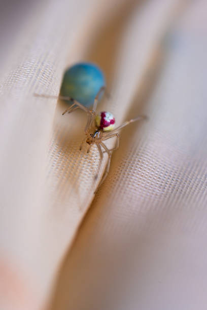 istock Red and white Common candy-striped spider Enoplognatha ovata watching its blue egg.. 1692605873