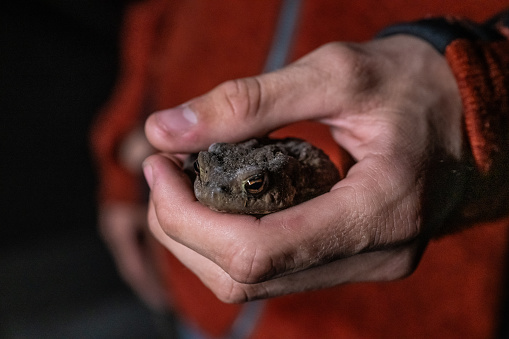 Hands holding and comforting a toad.