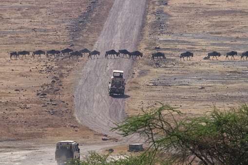 Black-backed Jackal (Canis mesomelas) in front of a herd of impala antelopes (Aepyceros melampus). Location: Masai Mara, Kenya, directly at the border to Serengeti, Tanzania.