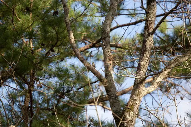 Dark-eyed junco (Junco hyemalis) on a tree branch