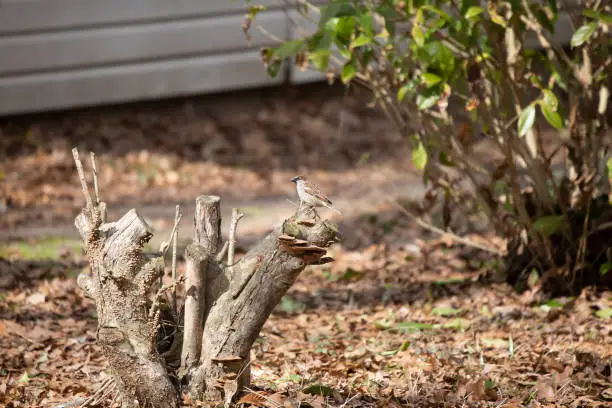 Male house sparrow (Passer domesticus) perched on a tree stump