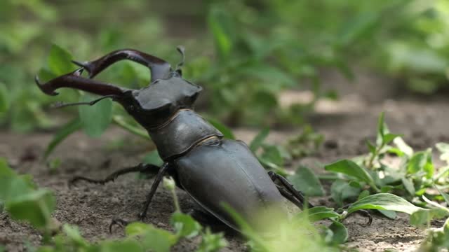 Macro shot of stag beetle (Lucanus cervus) among the green leaves and grass in the forest. Endangered species of giant stag beetle