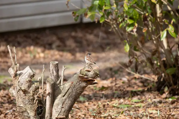 Curious male house sparrow (Passer domesticus) looking around from its perch on bush stump