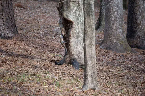 Eastern gray squirrel (Sciurus carolinensis) frozen as it climbs a tree trunk