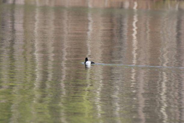 istock Lesser Scaup Duck Drake 1692613372