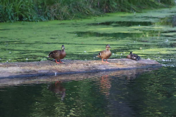 istock Mallard duck in its natural habitat 1692614230