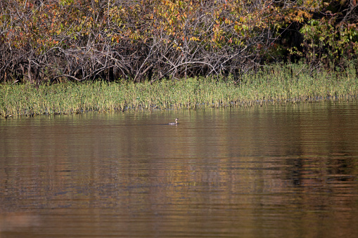 Pied-billed grebe (Podilymbus podiceps) swimming alone near tall aquatic plants