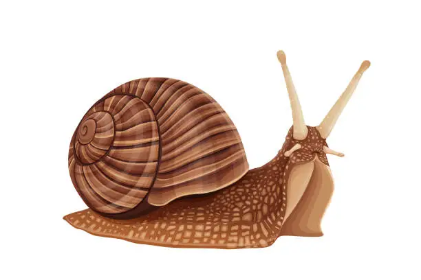 Vector illustration of snail on white background.Vector eps 10