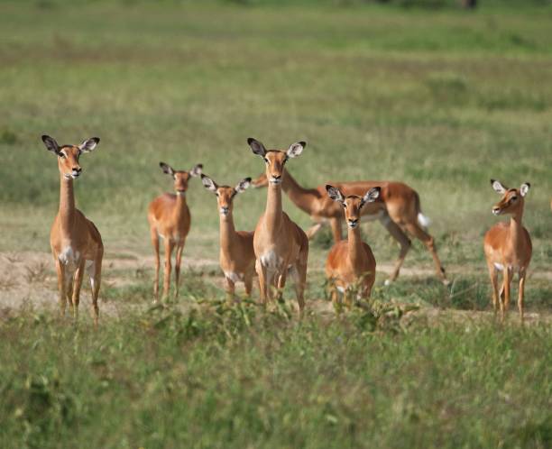 istock “African Antelope: Impala in the Savannah” 1692627542