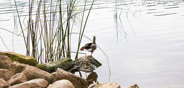 Duck on a stone. Wild duck near the pond.