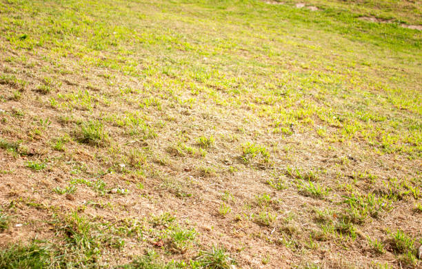 istock Grass in the meadow. Green grass,meadow,countryside ground surface. Field. 1692631618