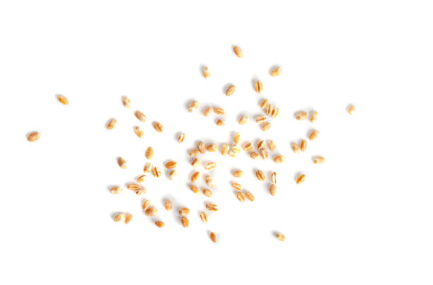 istock Wheat Grains, Barley Pile, Dry Cereal Seeds, Wheat Grains Heap on White 1692636017