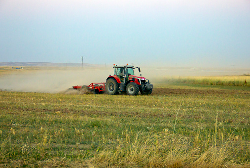 Unidentified Turkish people with a small tractor in kırşehir turkey. They are harvesting the green lentil on field in summer time.