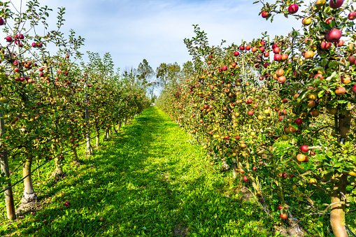 Fruit trees in an orchard in springFruit trees in an orchard in spring