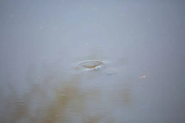 Red-eared slider turtle (Trachemys scripta elegans) diving under water