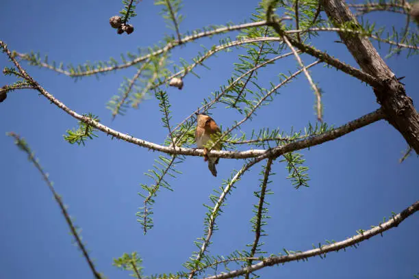 Curious immature eastern bluebird (Sialia sialis) looking out from its perch