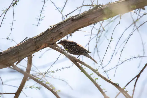 Female red-winged blackbird (Agelaius phoeniceus) foraging on a tree branch