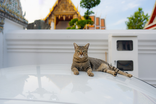 Portrait of cat among green plants in buddhist temple in Bangkok