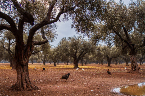 Free Chickens and Roosters In Nature After Rain