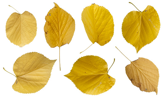 Collection of yellow linden leaves isolated on white background.