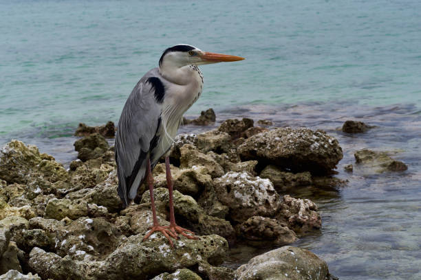 istock heron standing on  legs on stones over the Indian Ocean, Maldives 1692671614