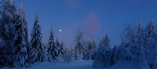 Christmas winter landscape,snowy trees, fresh snow, moon on evening sky, mountain forest, bent trees. Scenic panoramic image.Bukova Hora,Czech Republic.