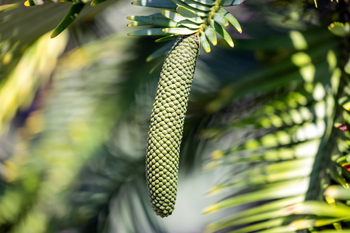 Closeup male cone of Wollemi Pine tree, background with copy space, full frame horizontal composition