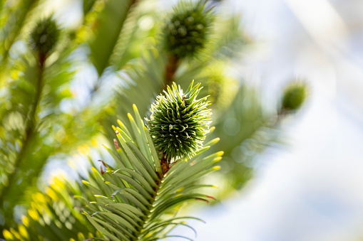 Closeup young Wollemi Pine tree with female cones, background with copy space, full frame horizontal composition