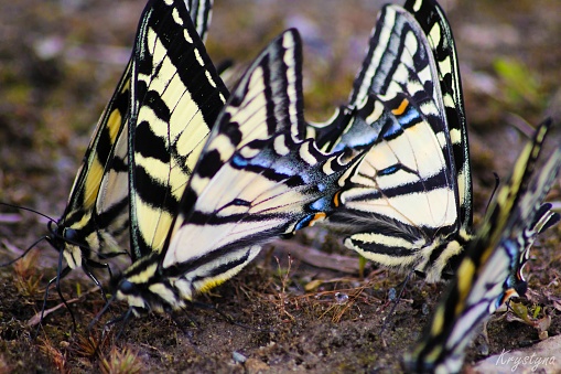 Papilio rutulus, the western tiger swallowtail, is a common swallowtail butterfly of western North America, frequently seen in urban parks and gardens, as well as in rural woodlands and riparian areas.