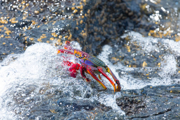 Grapsus adscensionis on the volcanic rocks underwater in the coast, La Palmaintertidal zone