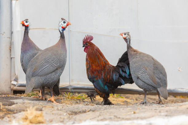 Couple of helmeted guineafowl (Numida meleagris), Okovango Delta, Moremi Wildlife Reserve, Botswana.