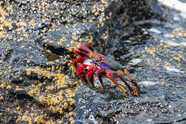 Grapsus adscensionis on the volcanic rocks underwater in the coast, La Palma\n\nintertidal zone