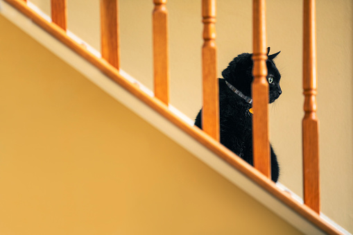 A black cat sits behind the banister in his home.