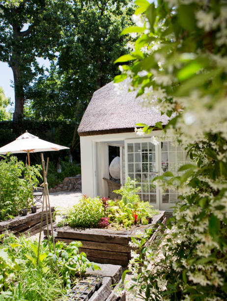 istock Planters and ivy growing in backyard 169271418