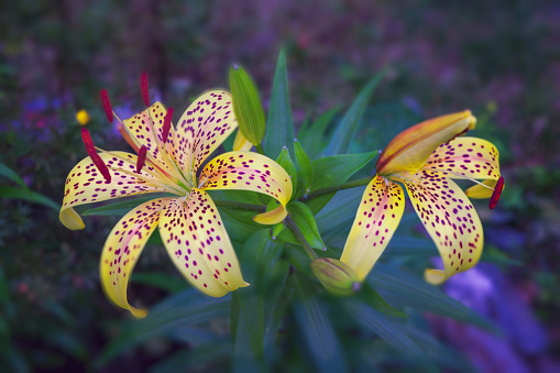Yellow tiger lily in bloom in garden. Tiger lilies in garden. Lilium lancifolium. Yellow lily flower.