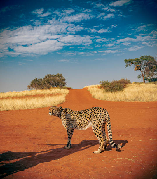 Cheetah in Namibia, Africa