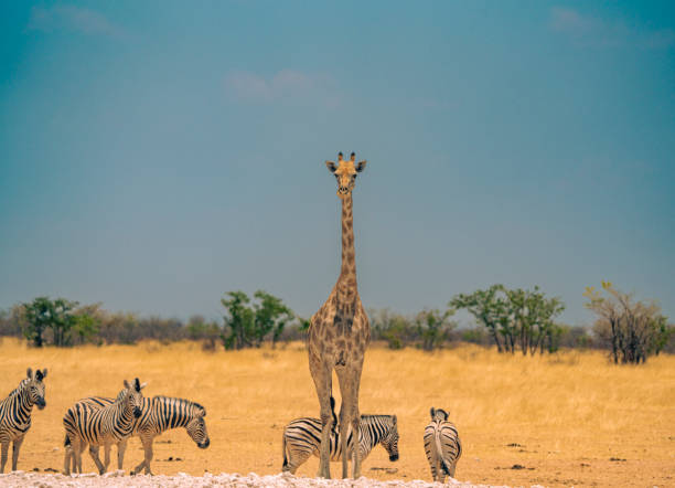 istock Zebra and giraffe in Etosha National Park, Namibia, Africa 1692721327