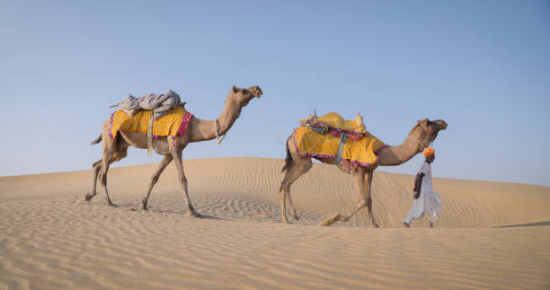 istock Indian man with camels on sand dunes, Rajasthan, India 1692722938