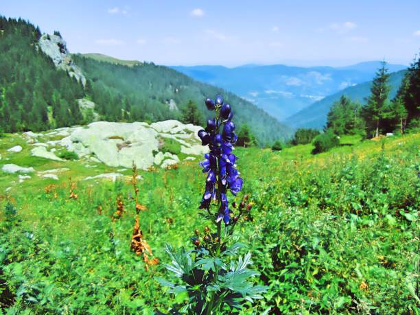 This is an image of a purple flower in a field. The image also contains elements like grass, sky, trees, and mountains in the background.