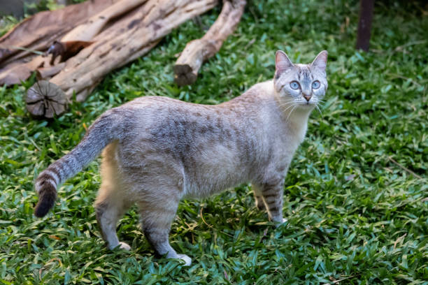 istock domestic cat with gray fur and black face 1692778910