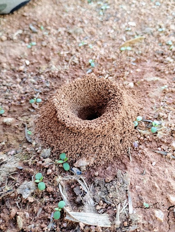 Red earth anthill