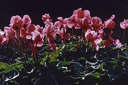 plants in pot of Persian cyclamen, florist's cyclamen,var. roseum, in full bloom, backlight, dark background.