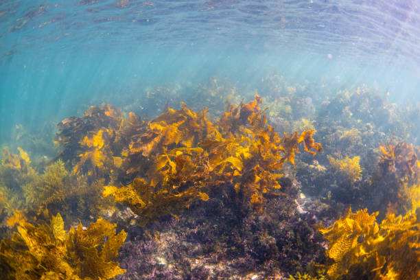 istock Seaweed landscape underwater 1692801770