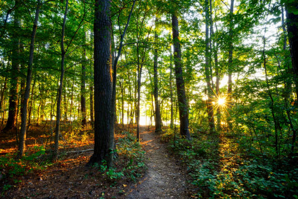A nature landscape of a dirt hiking trail in a woodland park in summer with sunset light shining through trees in the background.