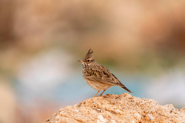 istock Male Crested Lark in the bush. copy space 1692817883