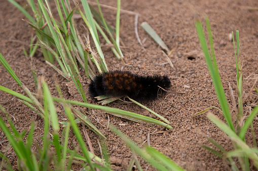 Isabella tiger moth (Pyrrharctia isabella) crawling along dirt