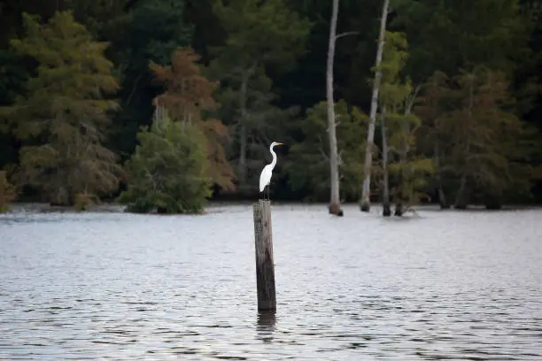Great egret (Ardea alba) standing still on a wooden post in water