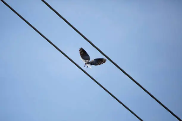 Eurasian collared-dove (Streptopelia decaocto) taking off from its perch on a wire, with a blue sky in the background